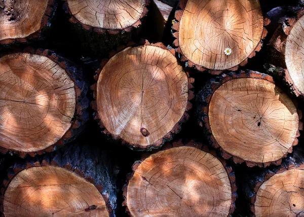 Small daisies in a felled tree — Stock Photo, Image