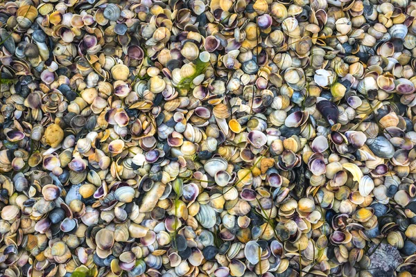 Conchas na costa — Fotografia de Stock
