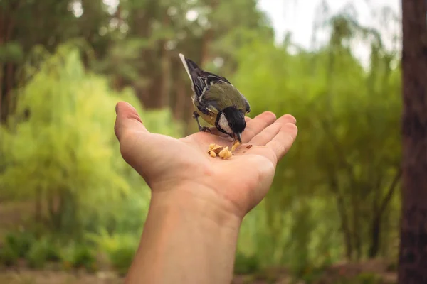 Pássaro selvagem é da palma da mão no verão desfocado fundo — Fotografia de Stock