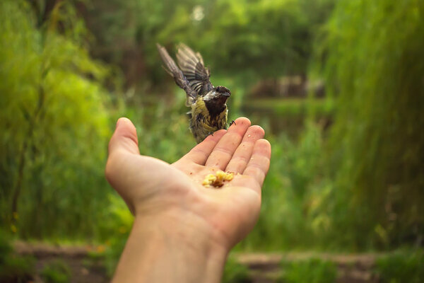 дикая птица на ладони размытого фона летом
