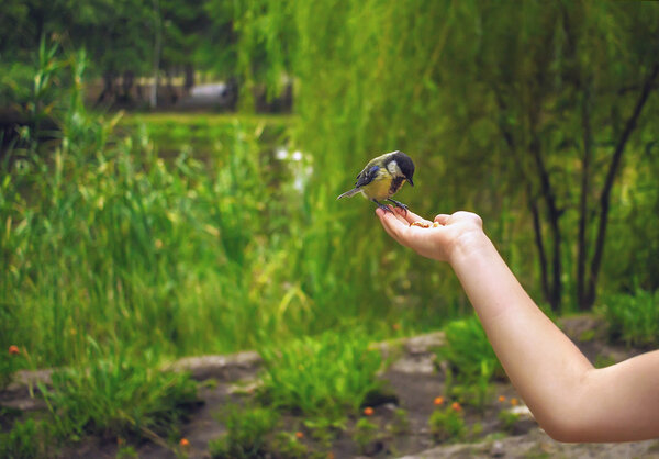 дикая птица в ладони
