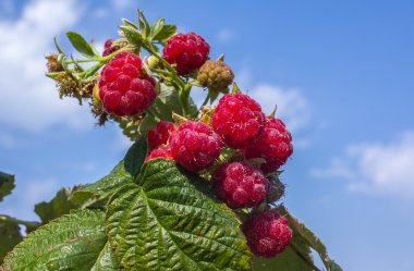 Olgun ahududu yeşil Bush