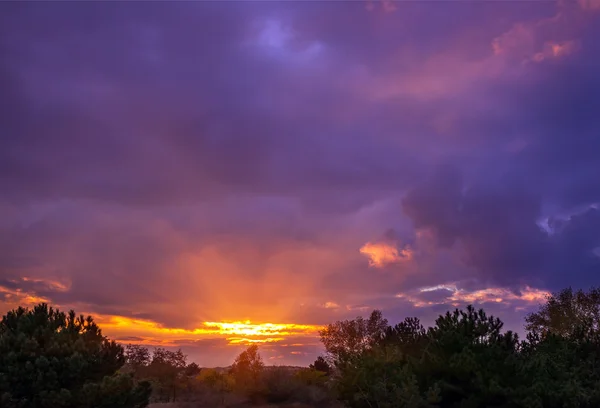 Sunset in the woods with bulky colorful clouds — Stock Photo, Image