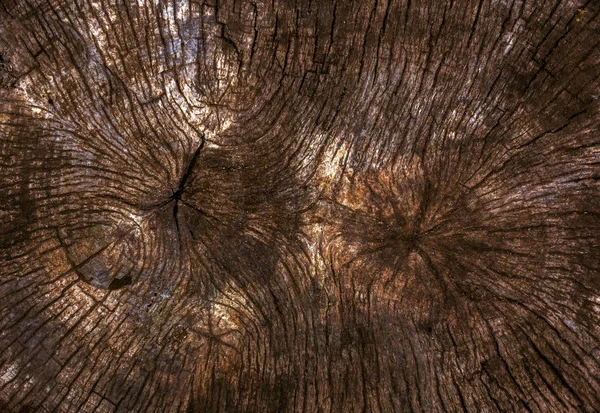 一緒に育った木の木製 texture.felling — ストック写真