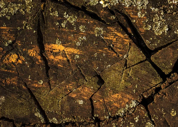 Vecchio fondo di legno con crepe e muschio — Foto Stock