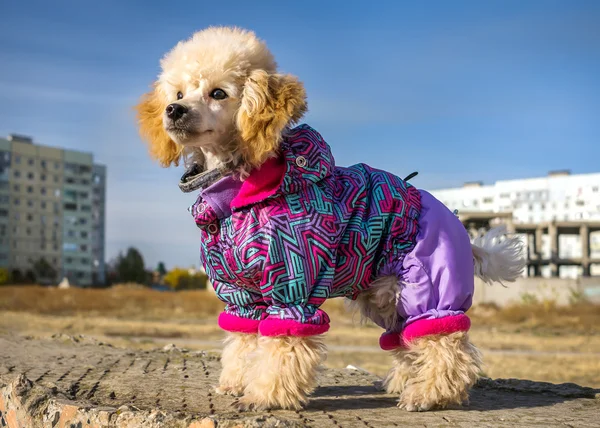 Funny puppy of a poodle dog in clothes on background blurred cit — Stock Photo, Image