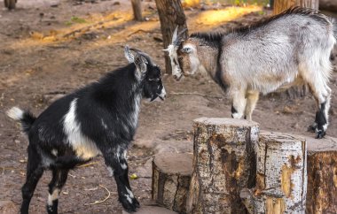 keçi günlükleri bir yer için yarışıyor. Tarım