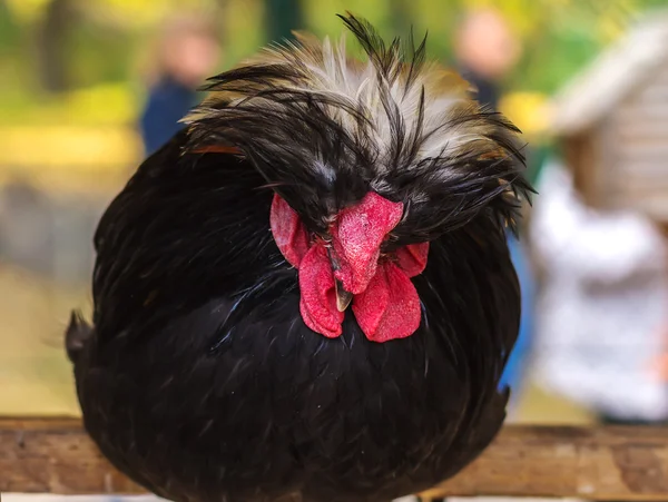 Exotic dark  rooster sitting on a perch — Stock Photo, Image