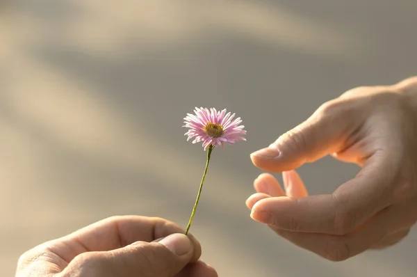 Hand gives a flower — Stock Photo, Image