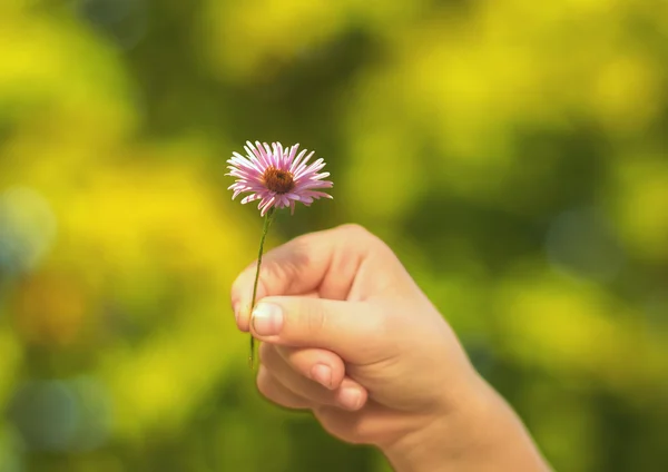 Hand gibt eine Blume — Stockfoto
