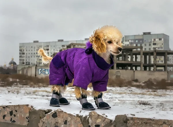 Cute poodle puppy in winter clothing — Stock Photo, Image