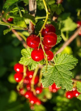 bir çalı yaz bahçesinde üzerinde sulu kırmızı kuş üzümü