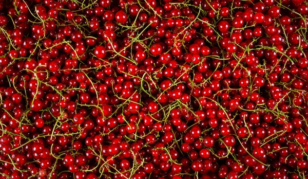 Háttér piros bogyós gyümölcsök ribizli nyárson, Vértes cseppek — Stock Fotó