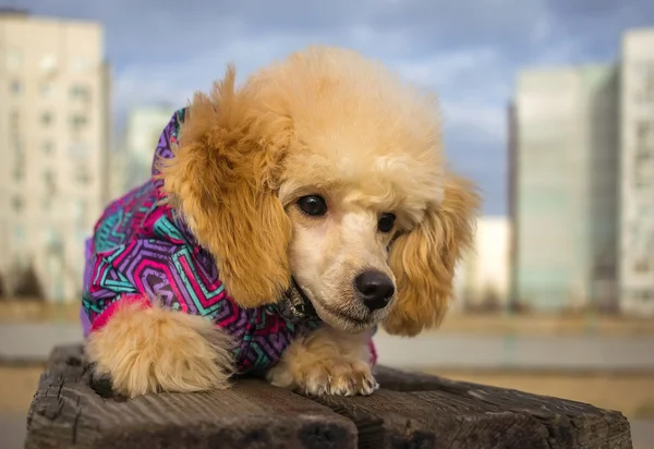 Puppy toy poodle, peach color, looking wary. pet — Stock Photo, Image