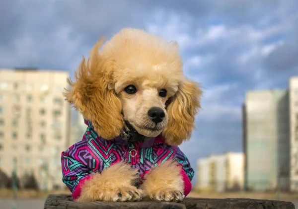 Cute poodle puppy in winter clothes, on a wooden surface — Stock Photo, Image