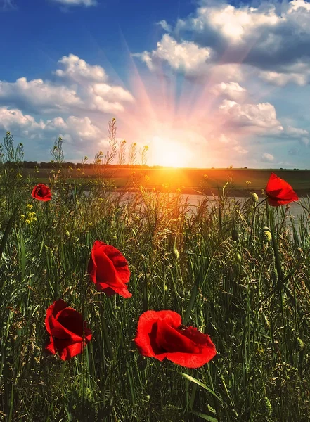 Coquelicots sauvages sur fond de lever de soleil — Photo