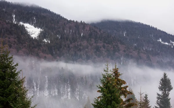 Snötäckta berg med ek och avenbok skogar — Stockfoto