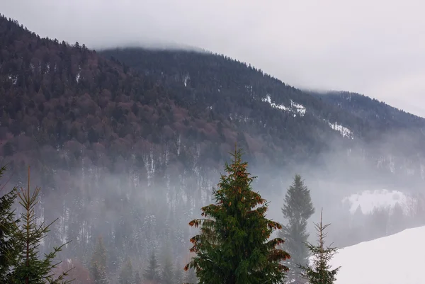 Snötäckta berg med ekskogar, på bakgrund av granar — Stockfoto