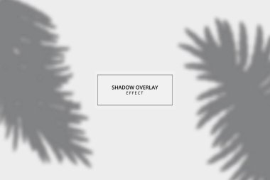 Gri arkaplanda bitki gölgesi etkisi