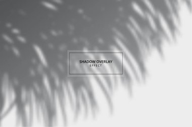 Gri arkaplanda bitki gölgesi etkisi