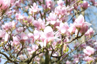 Manolya çiçek. Bahar hassasiyet