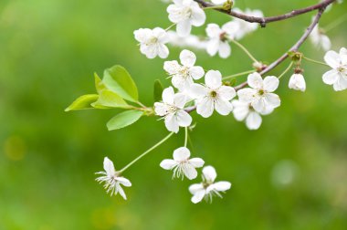 Baharda kayısı çiçekler