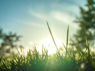 Sabah güneş ışığı altında çim