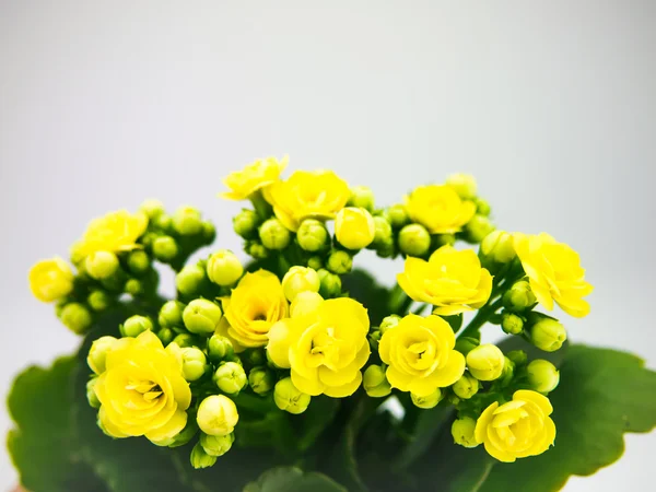 Желтый цветочный горшок — стоковое фото