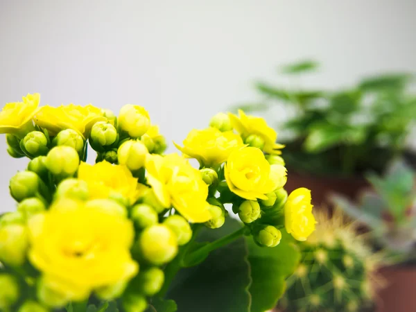 Gelber Blumentopf — Stockfoto