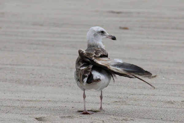 California martı Malibu'da plajda yaralı — Stok fotoğraf