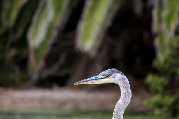 De blauwe reiger op het Water op Malibu Beach in augustus — Stockfoto