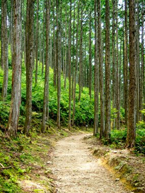 Dünya Mirası orman Kumano Kodo Mayıs ayında Japonya'da