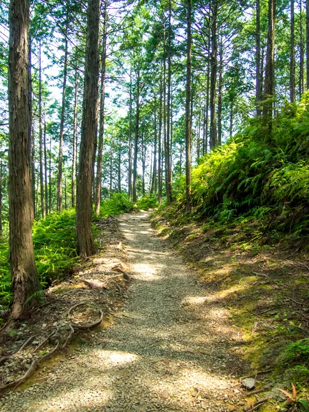 World Heritage Forest Kumano Kodo in Japan in May