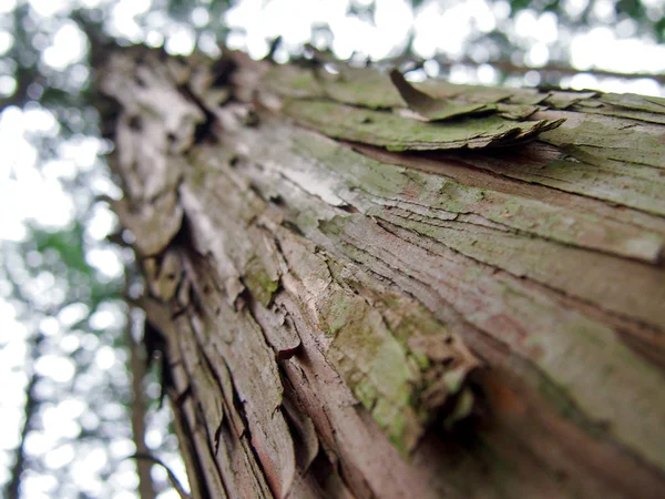 Patrimonio Mondiale Foresta Kumano Kodo in Giappone a maggio — Foto Stock