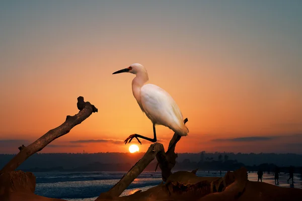 The Snowy Egret on the Water at Malibu Beach in August — Stock Photo, Image