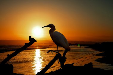 Ağustos ayında Malibu sahilinde su Snowy balıkçıl