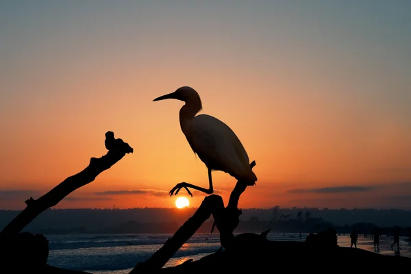 The Snowy Egret on the Water at Malibu Beach in August — Stock Photo, Image