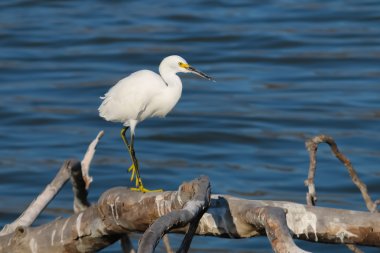 Dalgaların karaya attığı odun, Malibu lagün üzerinde Snowy balıkçıl