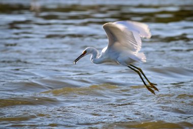 Snowy balıkçıl Malibu Lagoon uçuyor