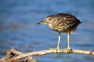 Malibu Gölünde Kara Taç Giyen Gece Balıkçıl