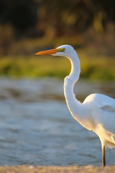The Great Egret at Malibu Lagoon in September — Stock Photo, Image