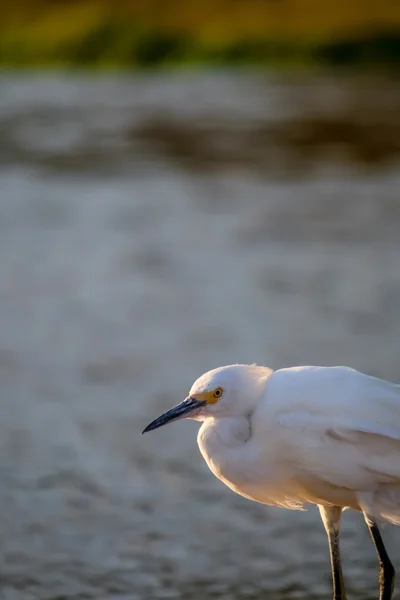 The Snowy Egret at Malibu Lagoon in September — Stock Photo, Image