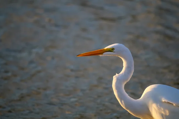 Il Grande Egret alla Laguna di Malibu a settembre — Foto Stock
