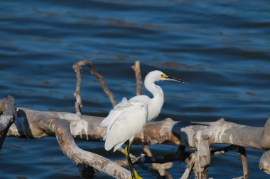 Dalgaların karaya attığı odun, Malibu lagün üzerinde Snowy balıkçıl