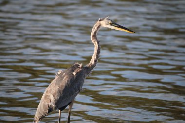 Büyük mavi balıkçıl, Eylül ayında Malibu Lagoon