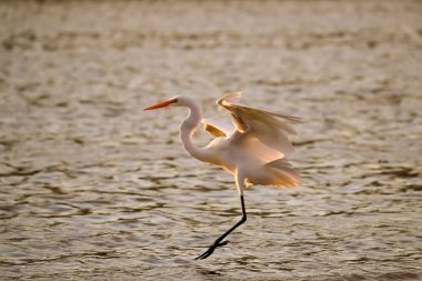 Büyük ak balıkçıl Malibu Lagoon uçuyor