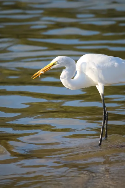 The Great Egret is Fishing at Malibu Lagoon — Stock Photo, Image