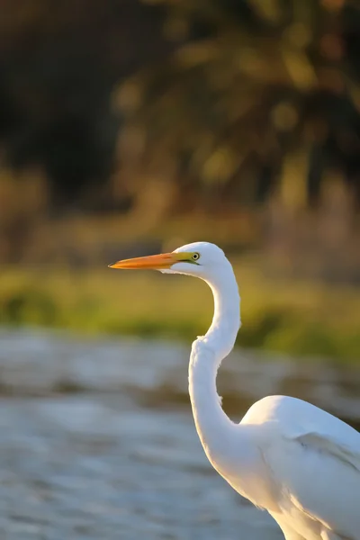 O Grande Egret na Lagoa de Malibu em setembro — Fotografia de Stock