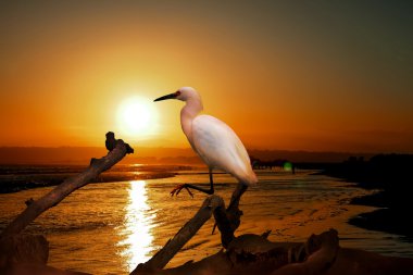 Ağustos ayında Malibu sahilinde su Snowy balıkçıl