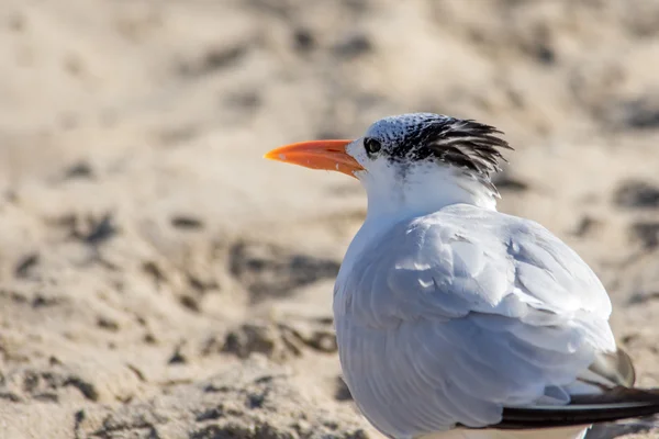 The Royal Tern at the Malibu Beach in October — Stock Photo, Image